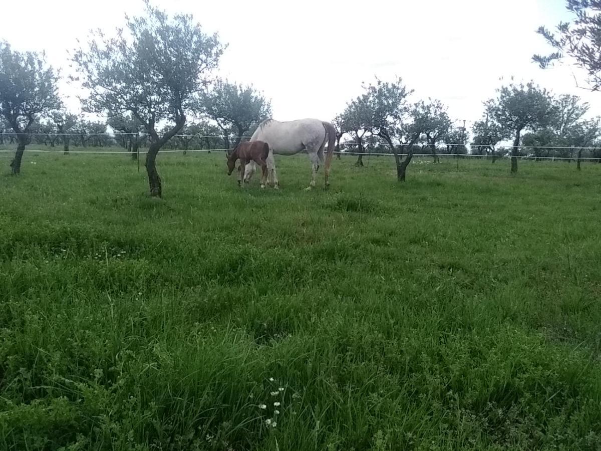 Studio Independant Dans Ferme Equestre 오프스 외부 사진